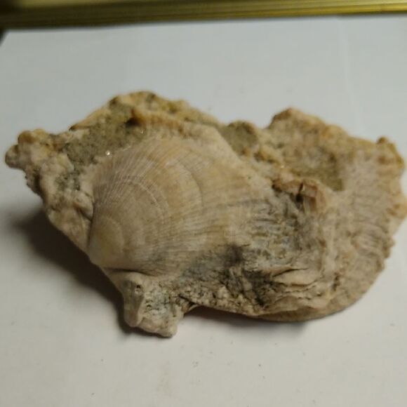 Natural Seashell Decor Shell Fossil on a Shell - Picture 1 of 4